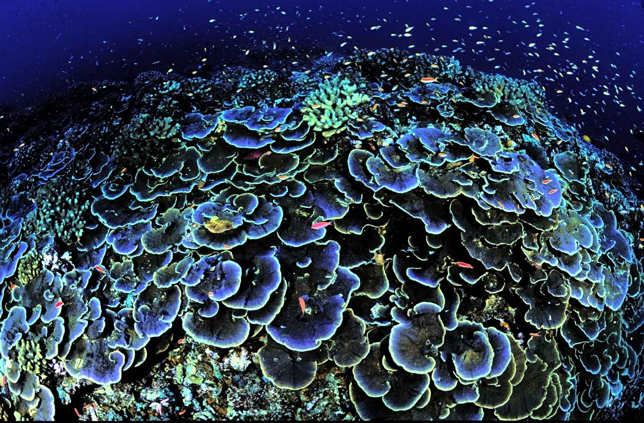coral core aequituberculata free photo