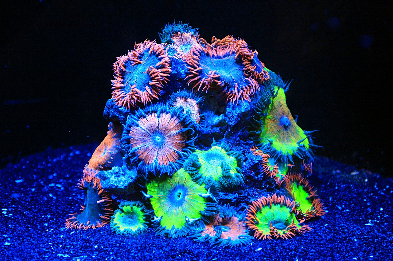 coral  sea water aquarium  aquarium free photo