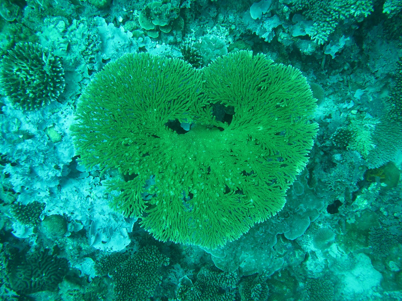 coral maldives sea free photo