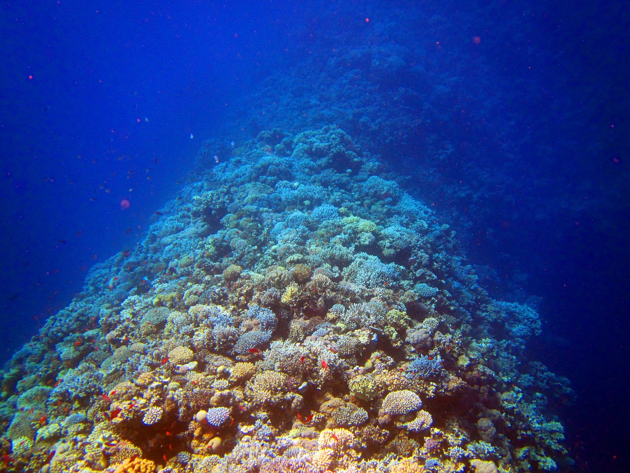 coral red sea egypt free photo