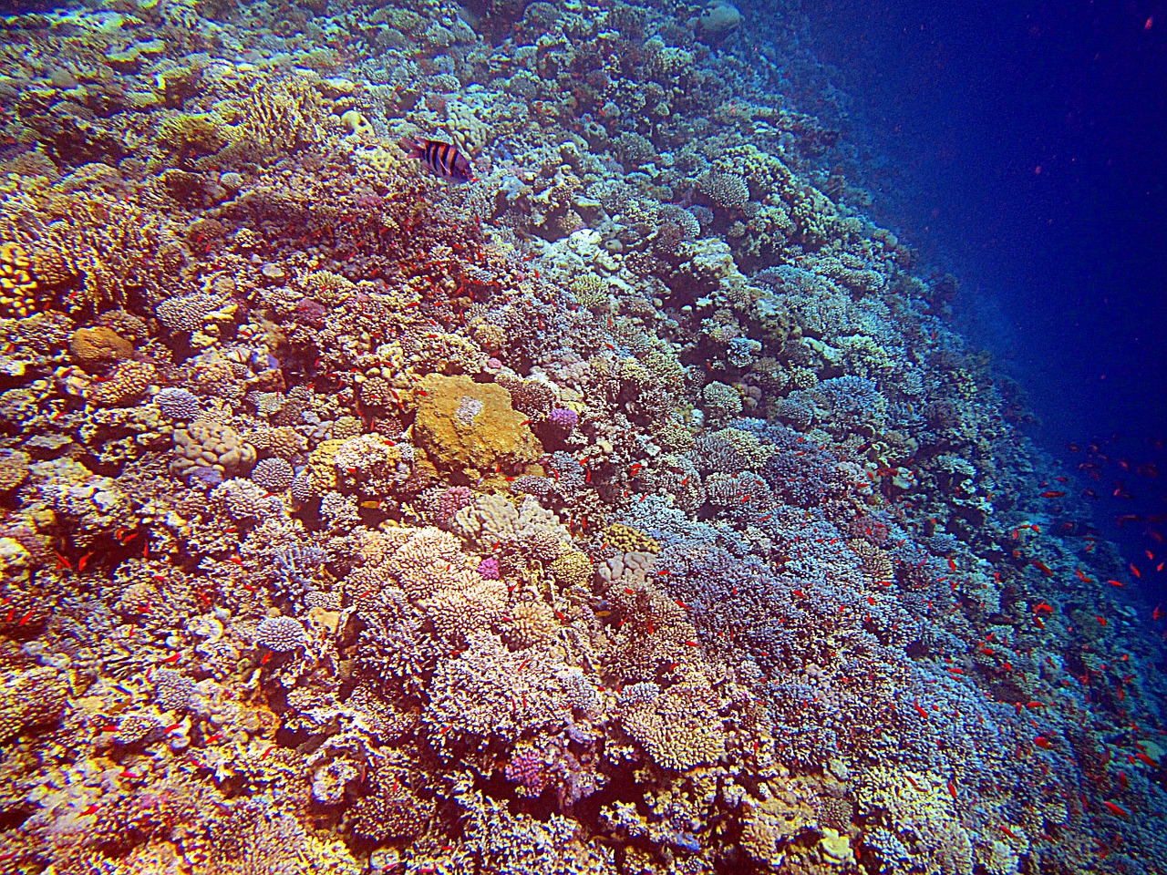 Download free photo of Coral,red sea,egypt,coral reef,colorful - from ...