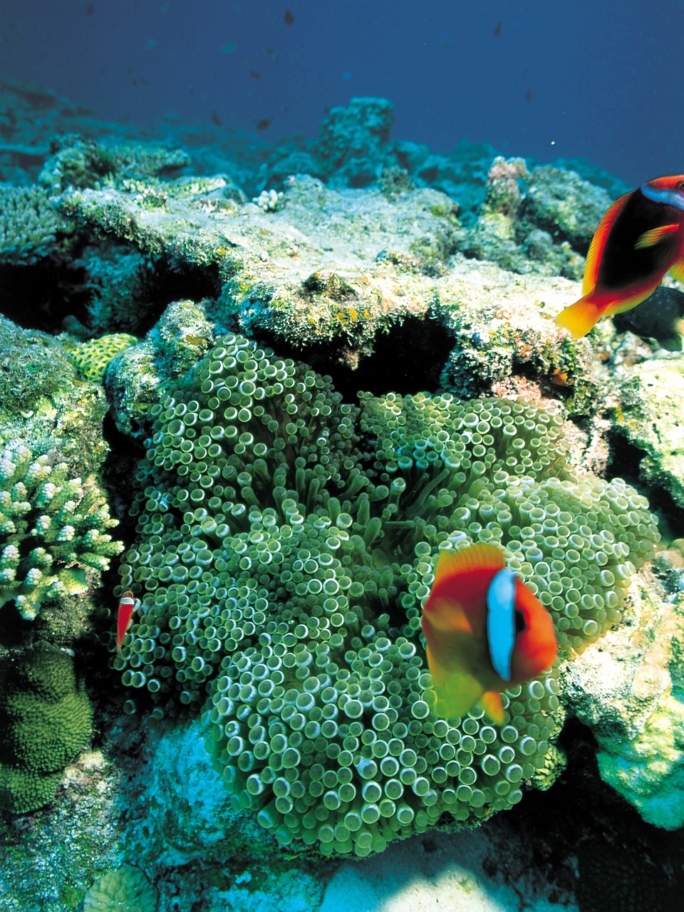 coral underwater fish free photo