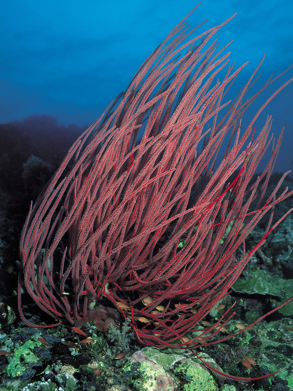 coral underwater diving free photo