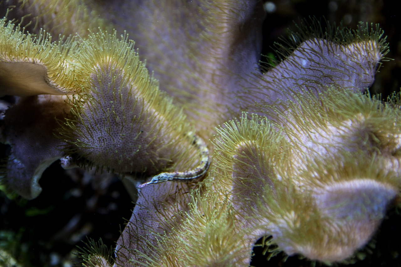 coral sea animals water free photo