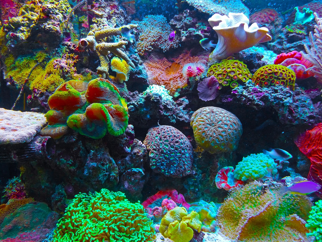 coral coral reef reef free photo