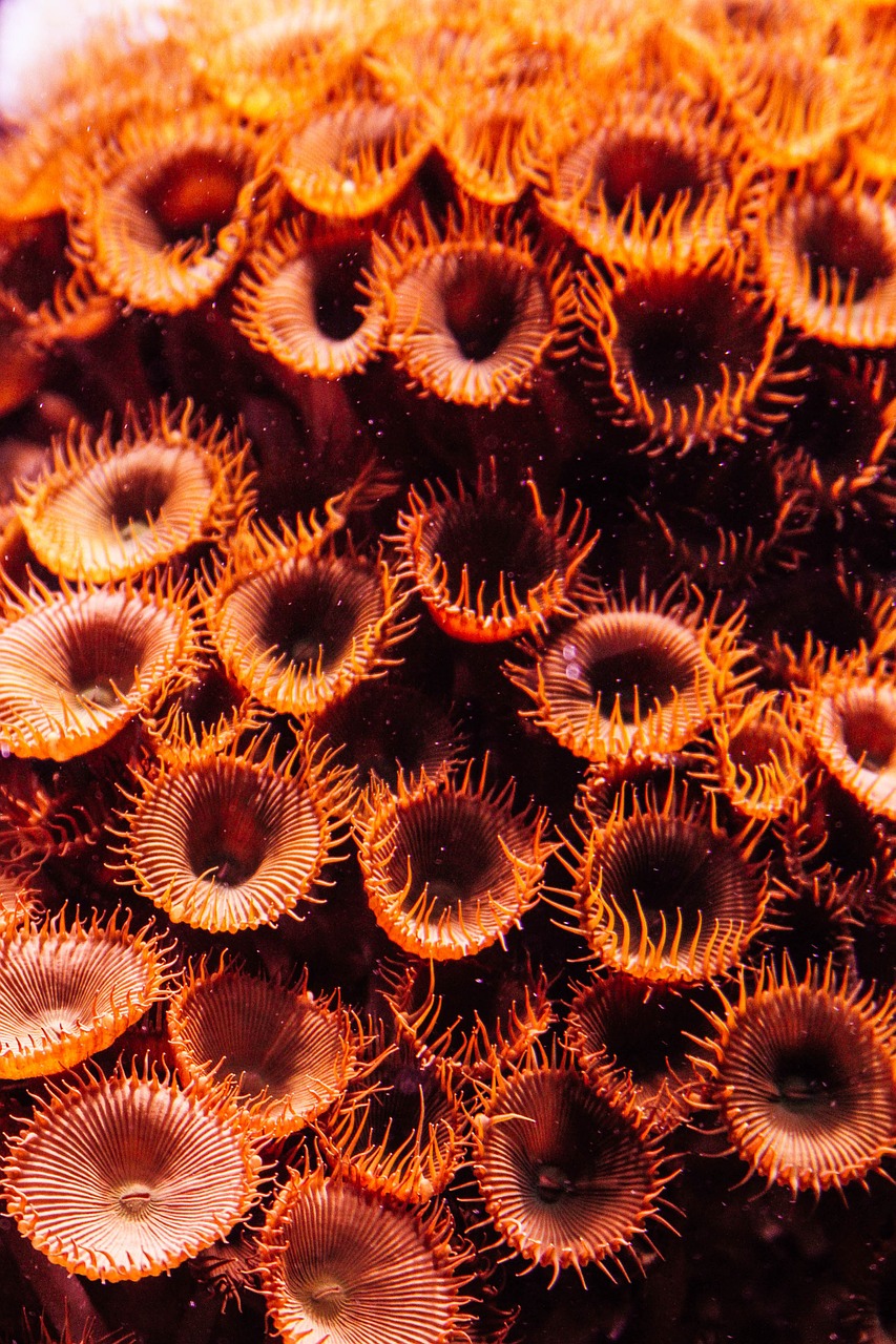 coral sea fish free photo