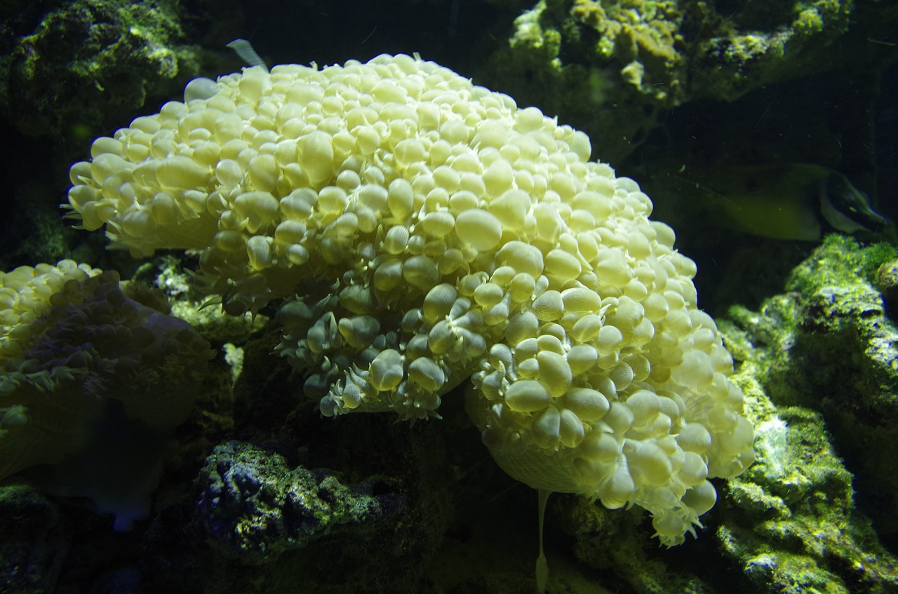 coral sea plant free photo