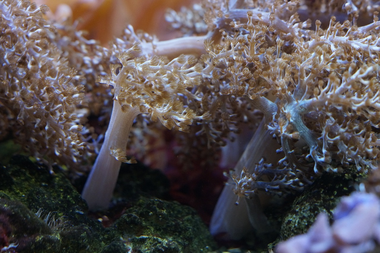 coral mollusk invertebrates free photo