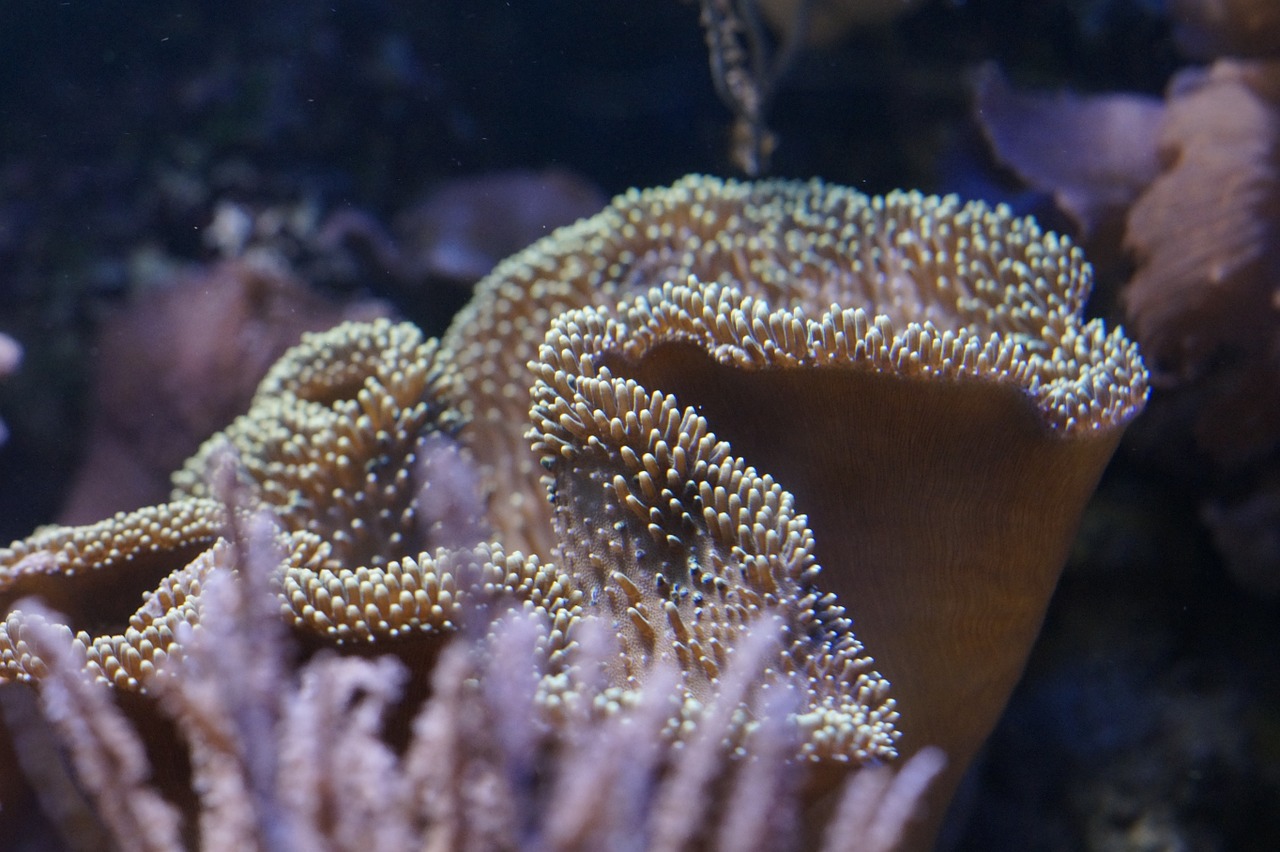 coral mollusk invertebrates free photo
