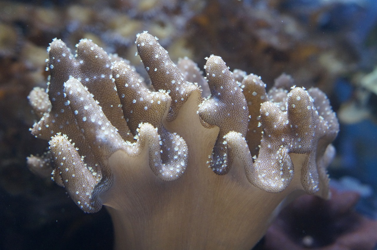 coral mollusk invertebrates free photo