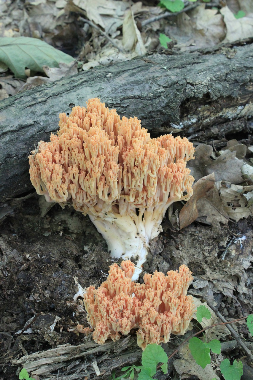 coral flava fungi free photo