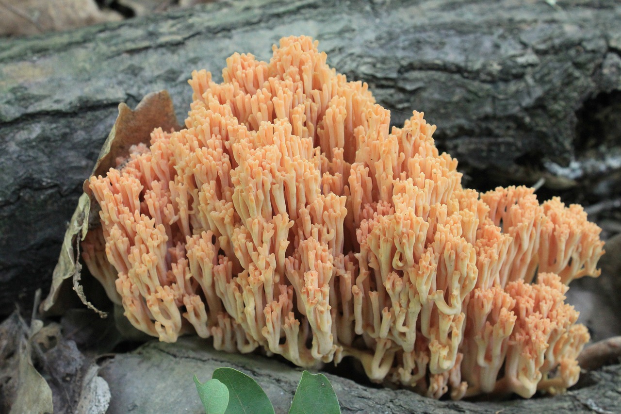 coral flava fungi free photo
