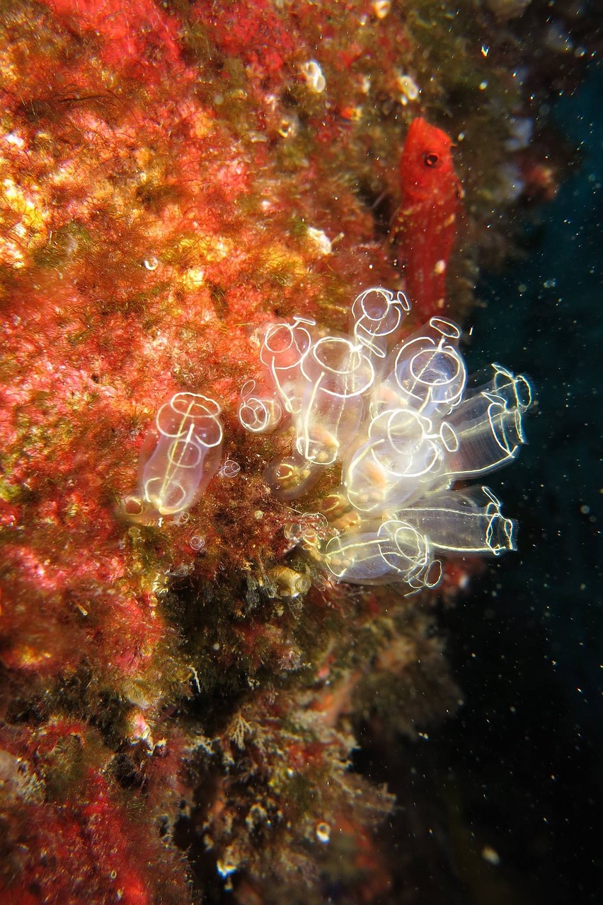 coral diving sea free photo