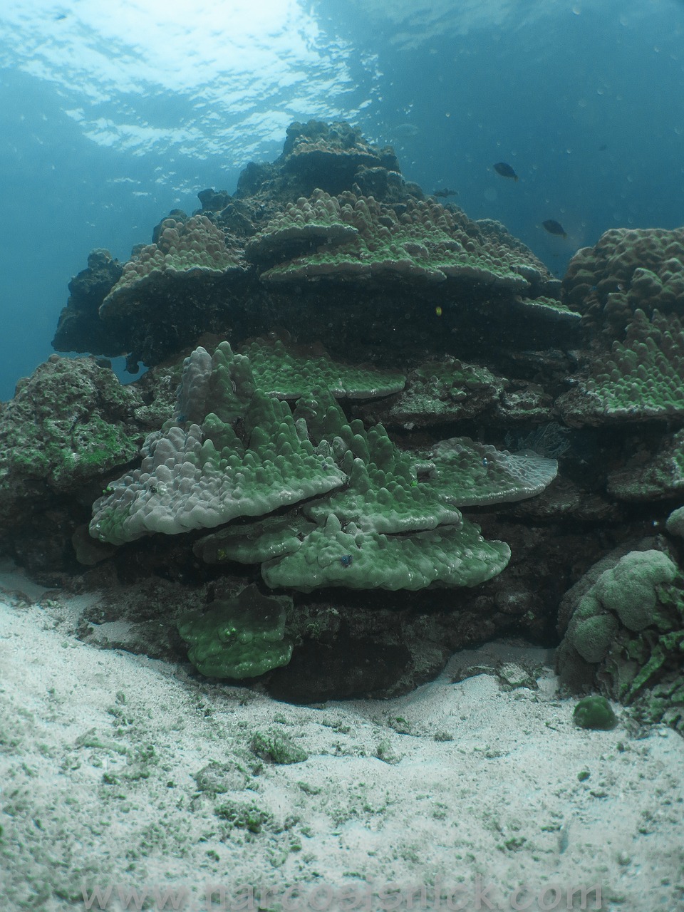 coral underwater reef free photo