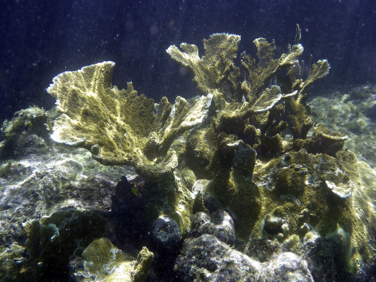 coral sea underwater free photo