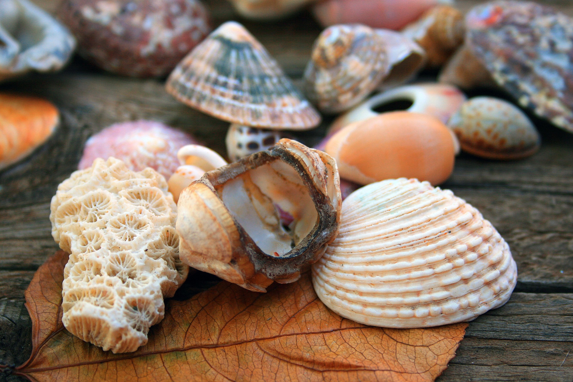 sea shells assorted colourful free photo