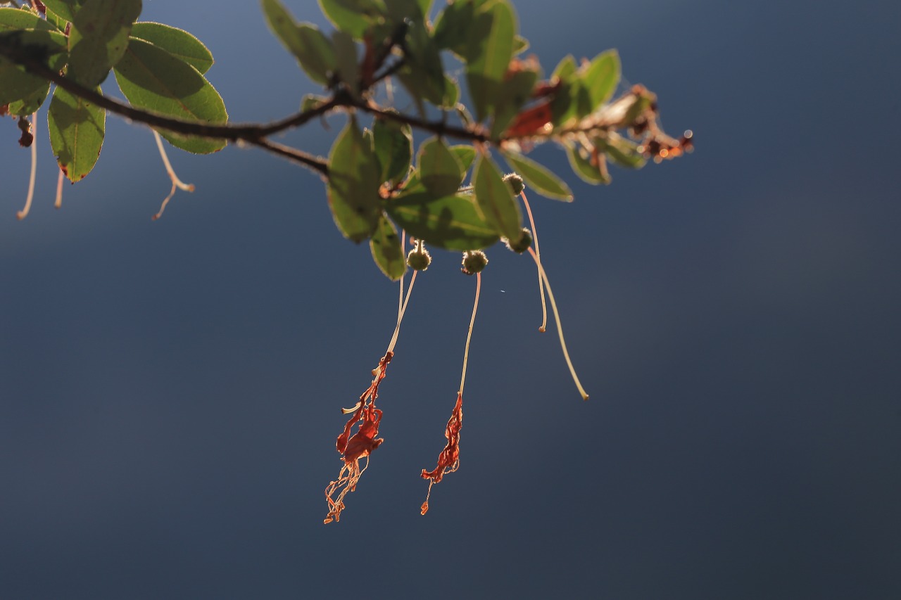 coral bells flower flowering free photo