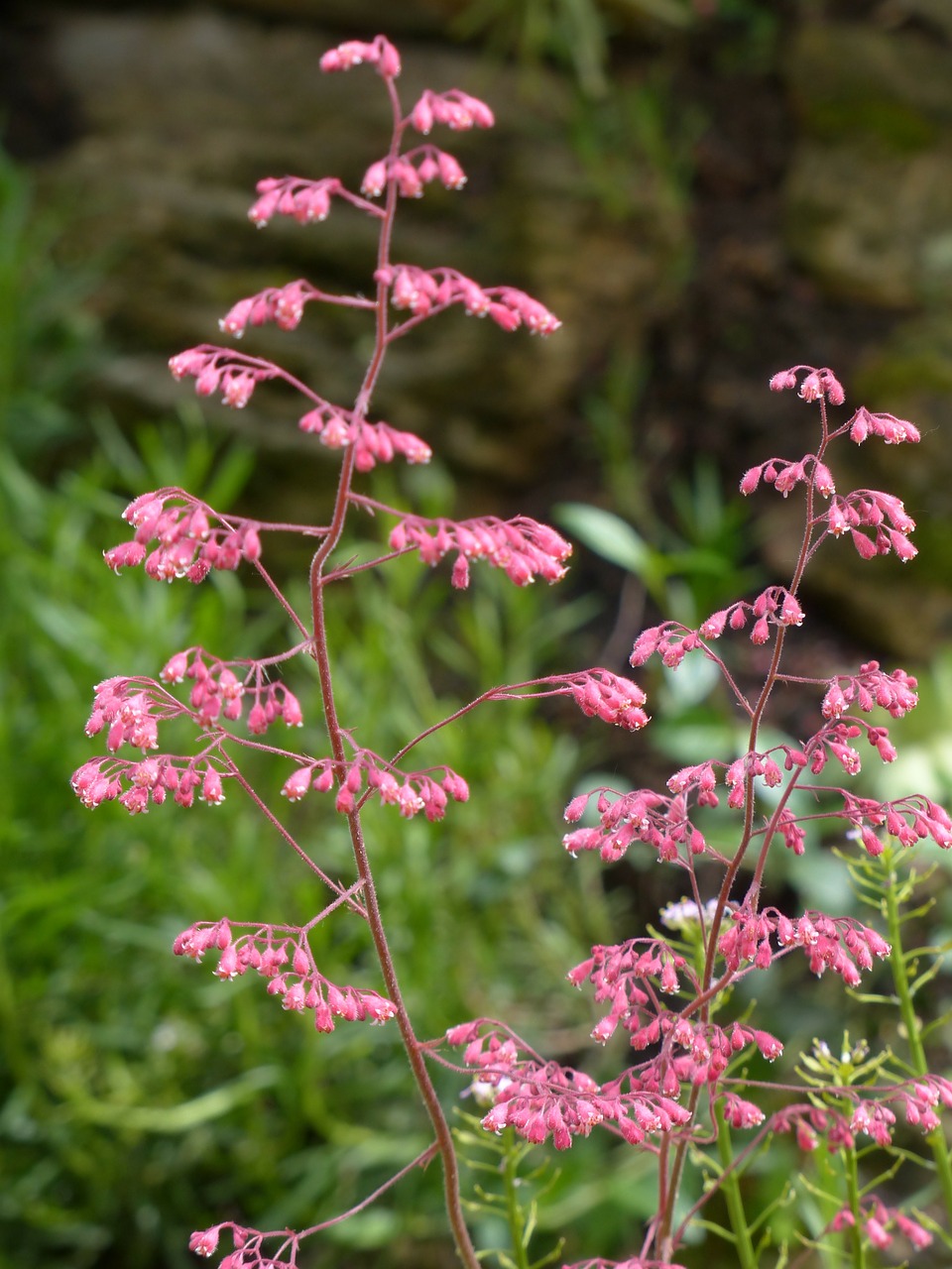 coral bells flower bloom free photo