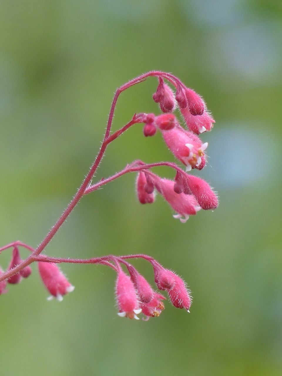 coral bells flower bronze bells free photo