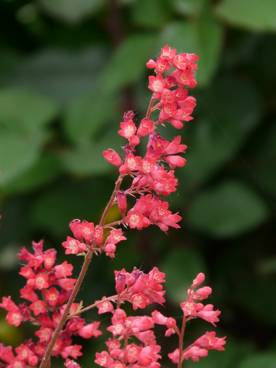 coral bells inflorescence flower free photo