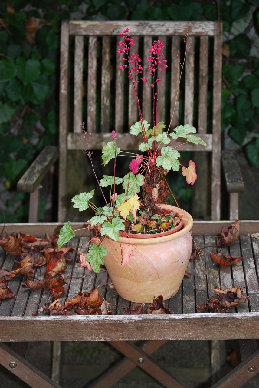 coral bells autumn mood still life free photo