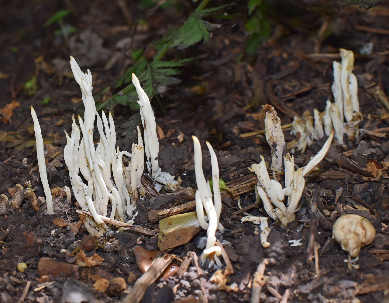 coral fungi fungi mushroom free photo