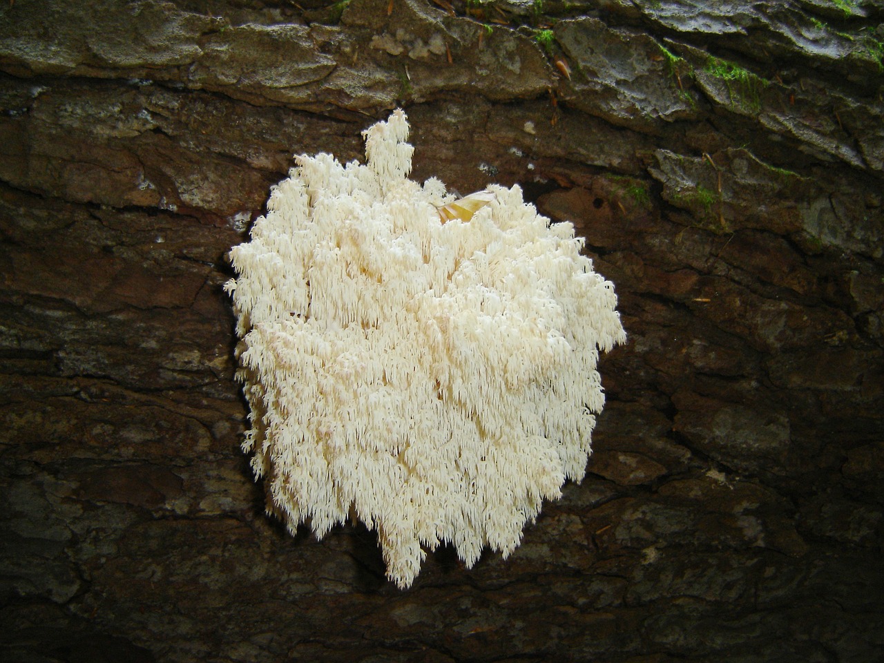 coral fungus mushroom bavarian forest free photo