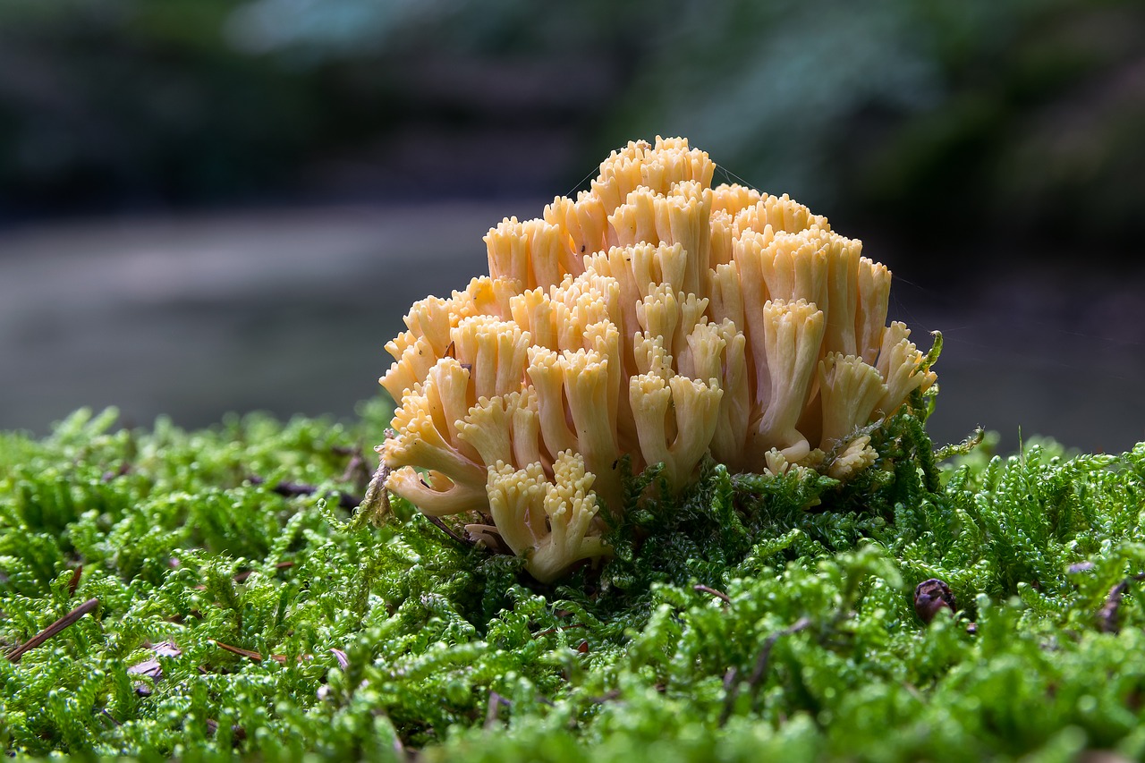 coral fungus  mushroom  autumn free photo