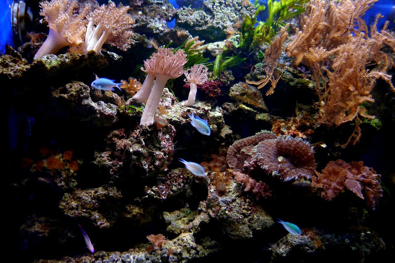 coral reef fish coral free photo