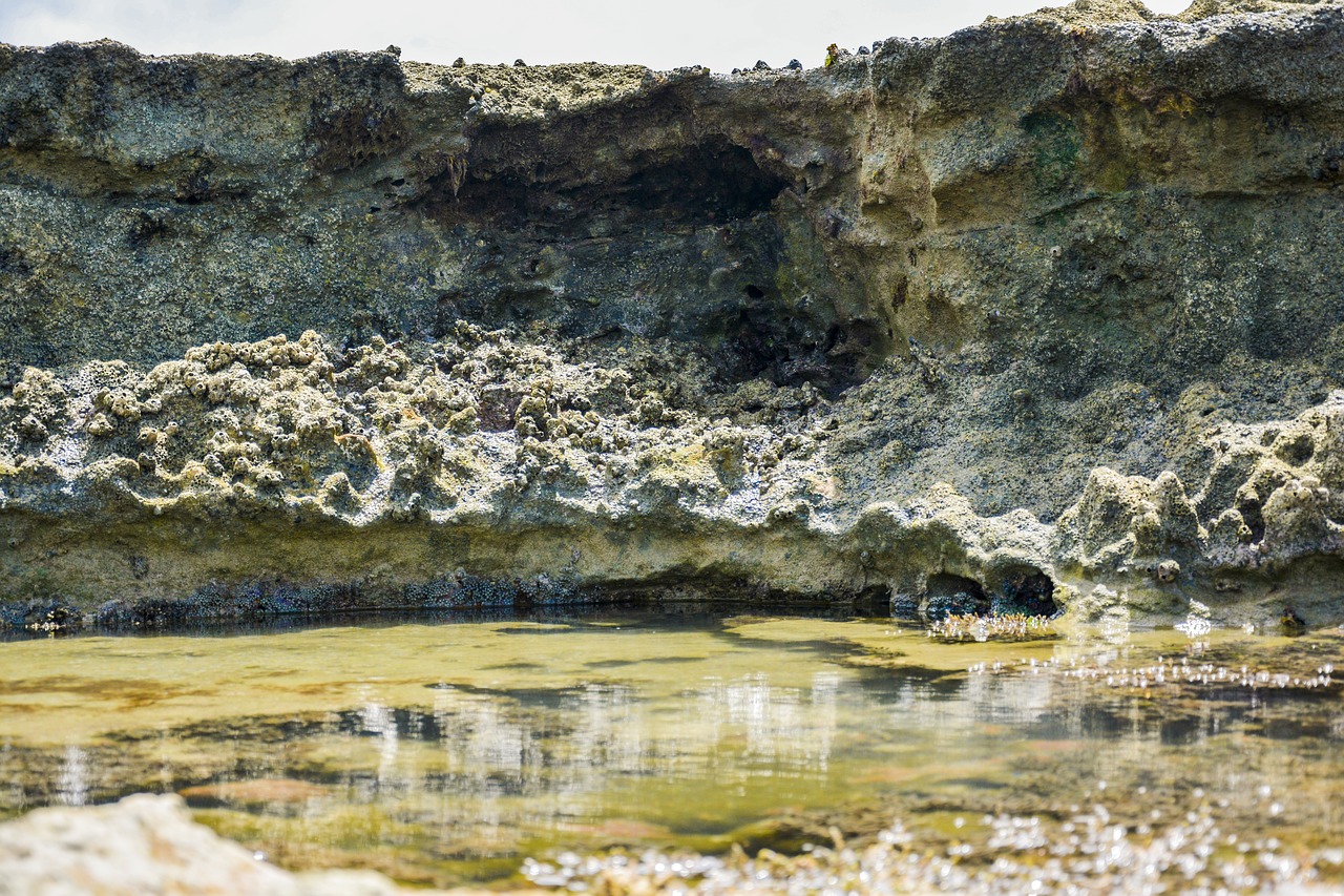 coral reef beach rock free photo