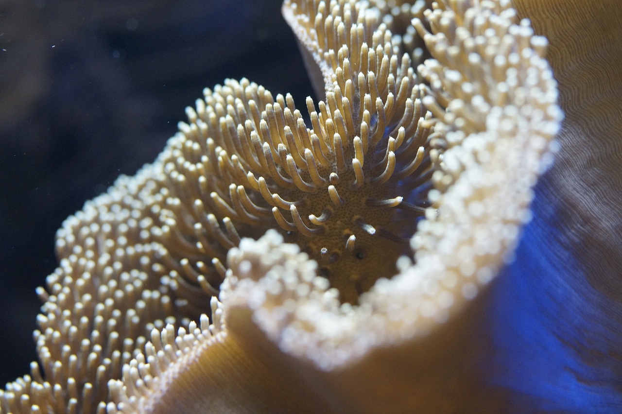 coral reef anemone underwater free photo