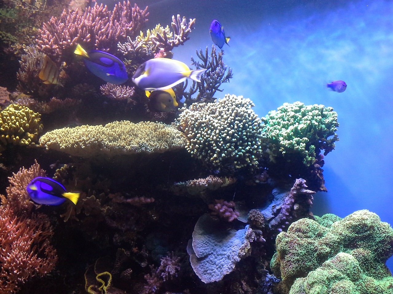 coral reef corals aquarium free photo