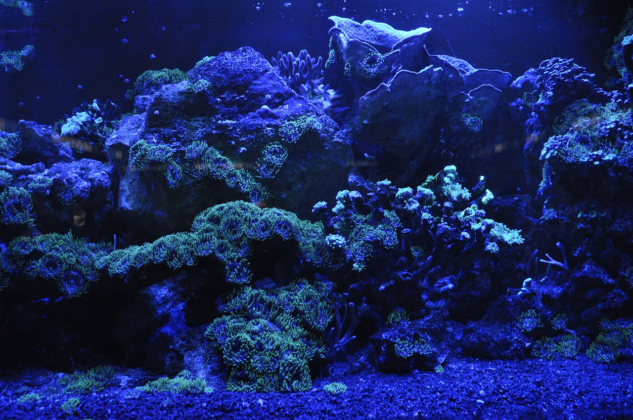 coral reef sea blue free photo
