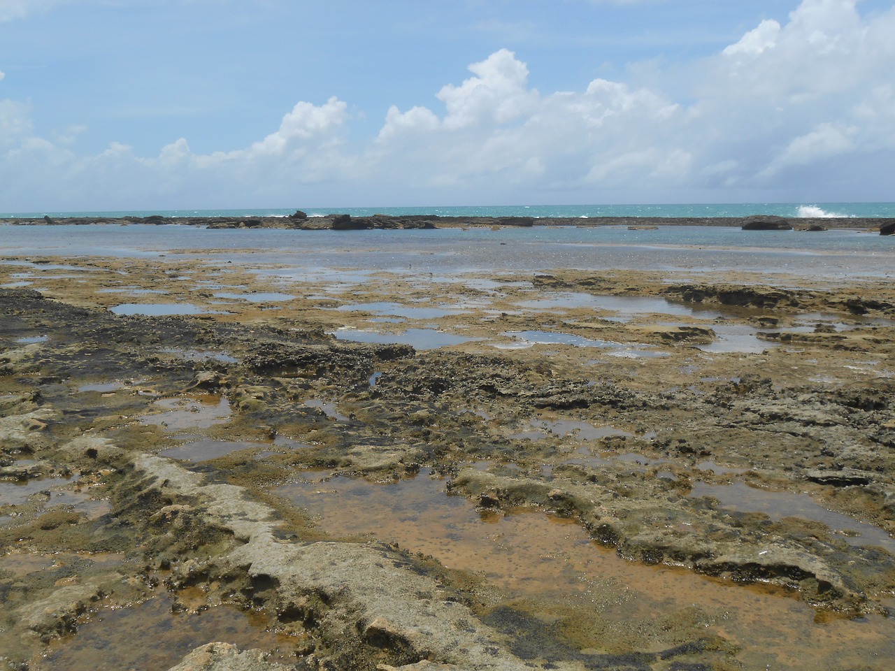 coral reef stones beach free photo
