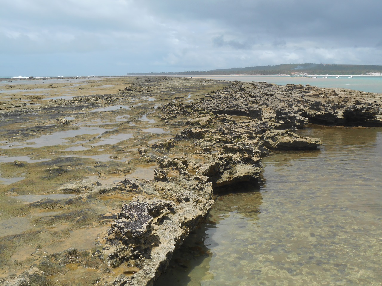 coral reef maceió mar free photo