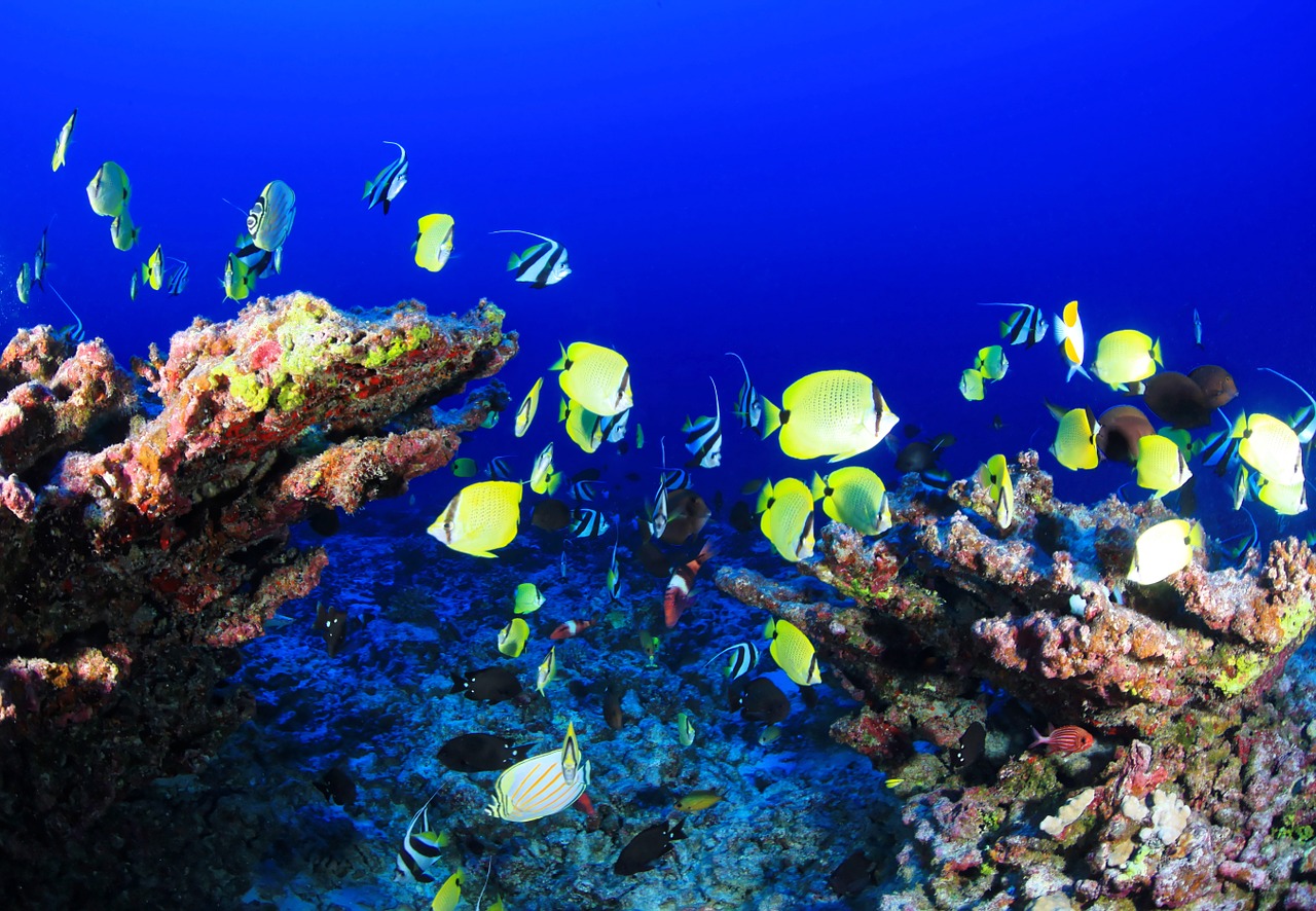 coral reef deep reef fish free photo