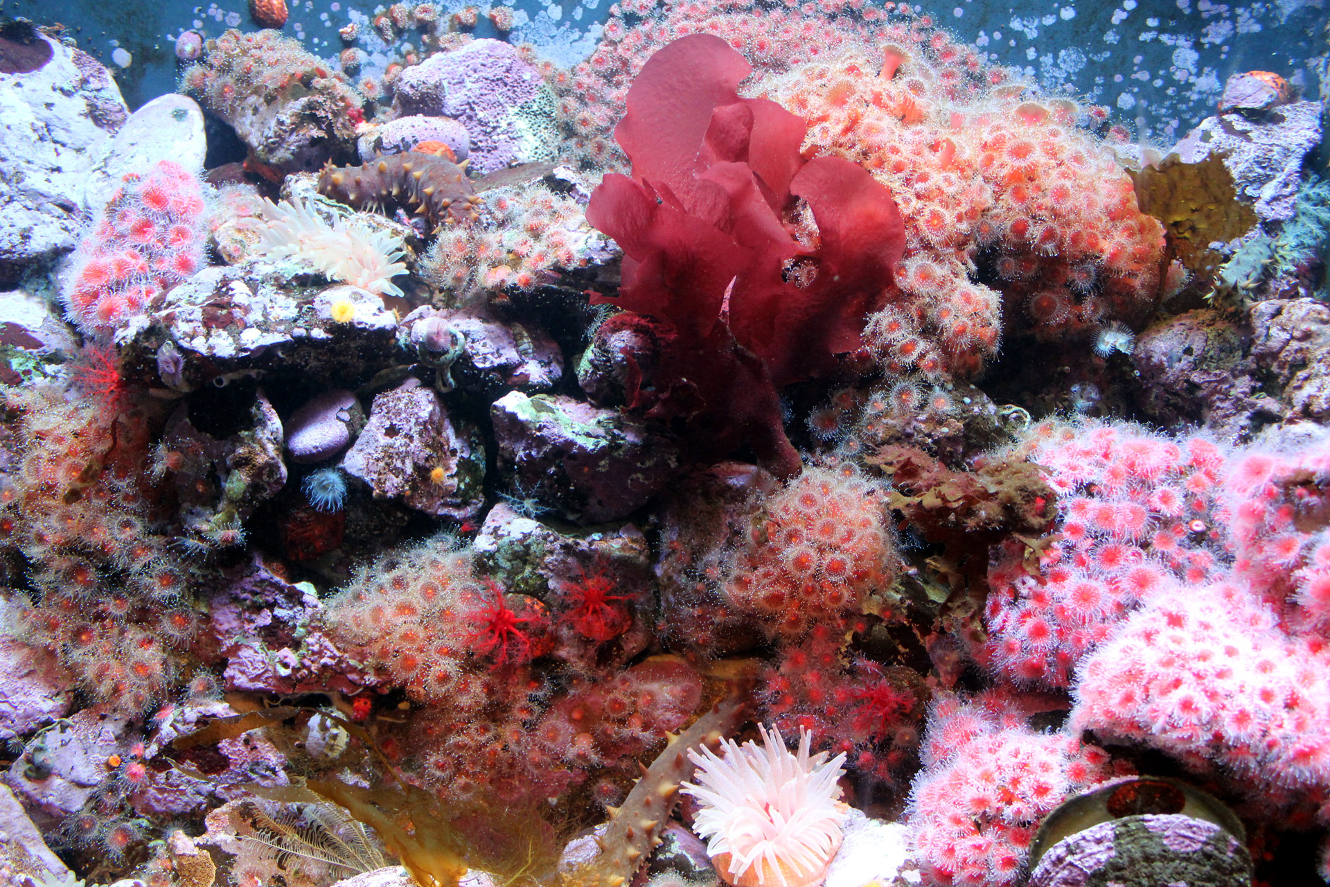 anemone sea coral free photo