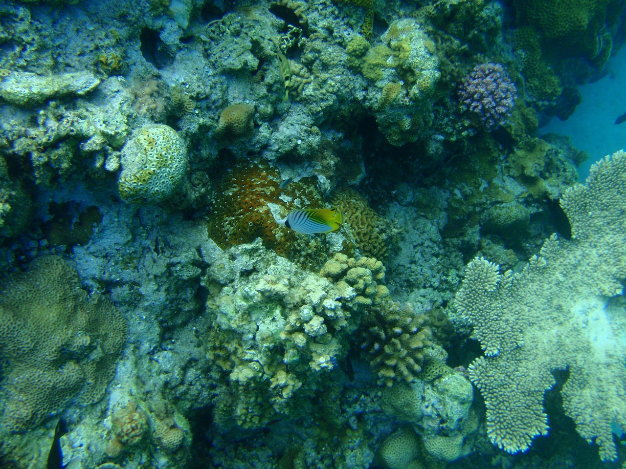 coral reefs okinawa sea free photo