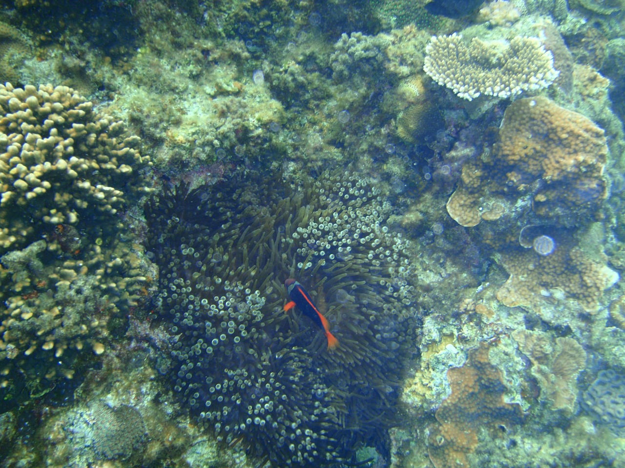 coral reefs okinawa sea free photo