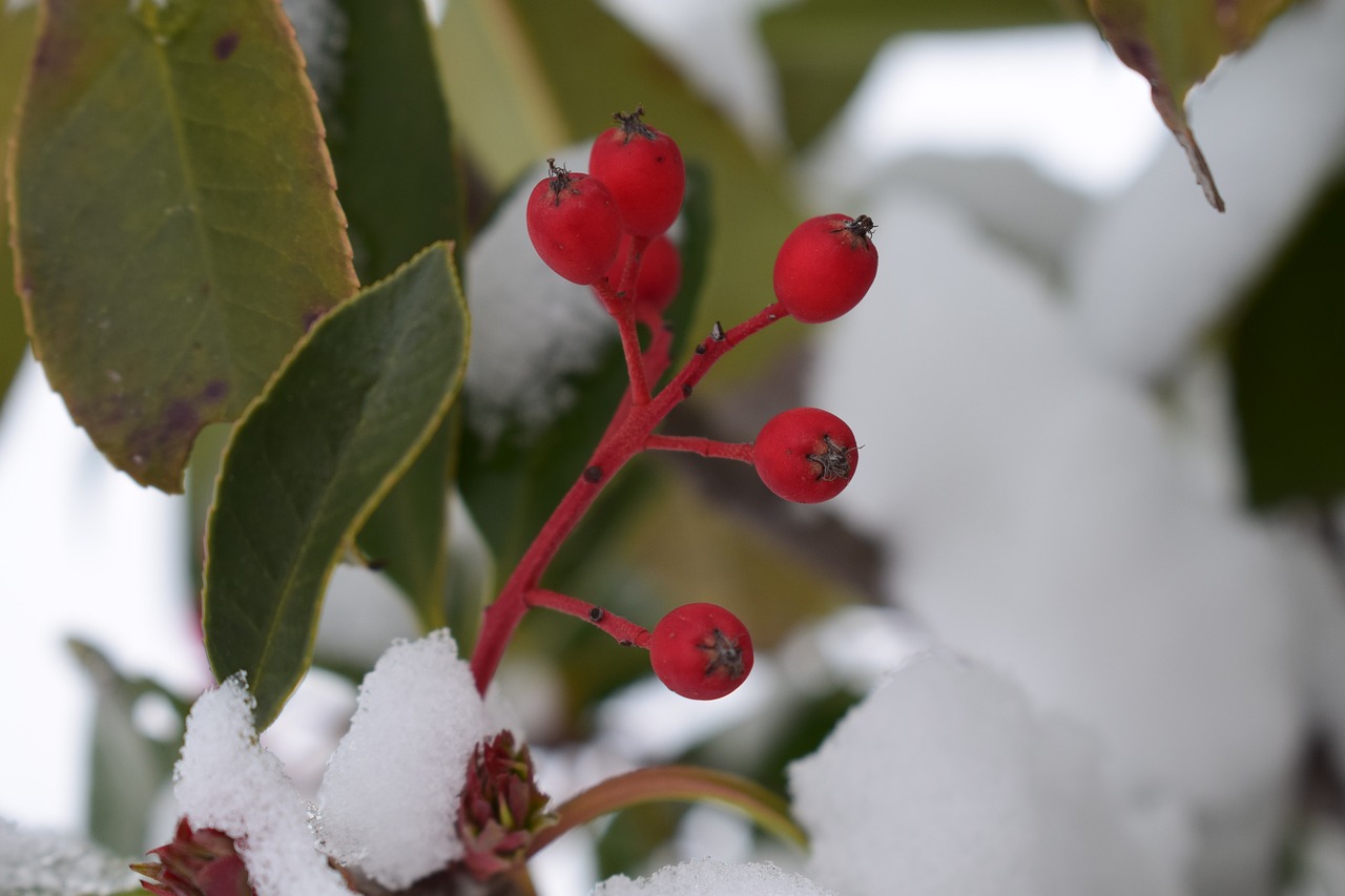 coral rowan  winter  contrast free photo