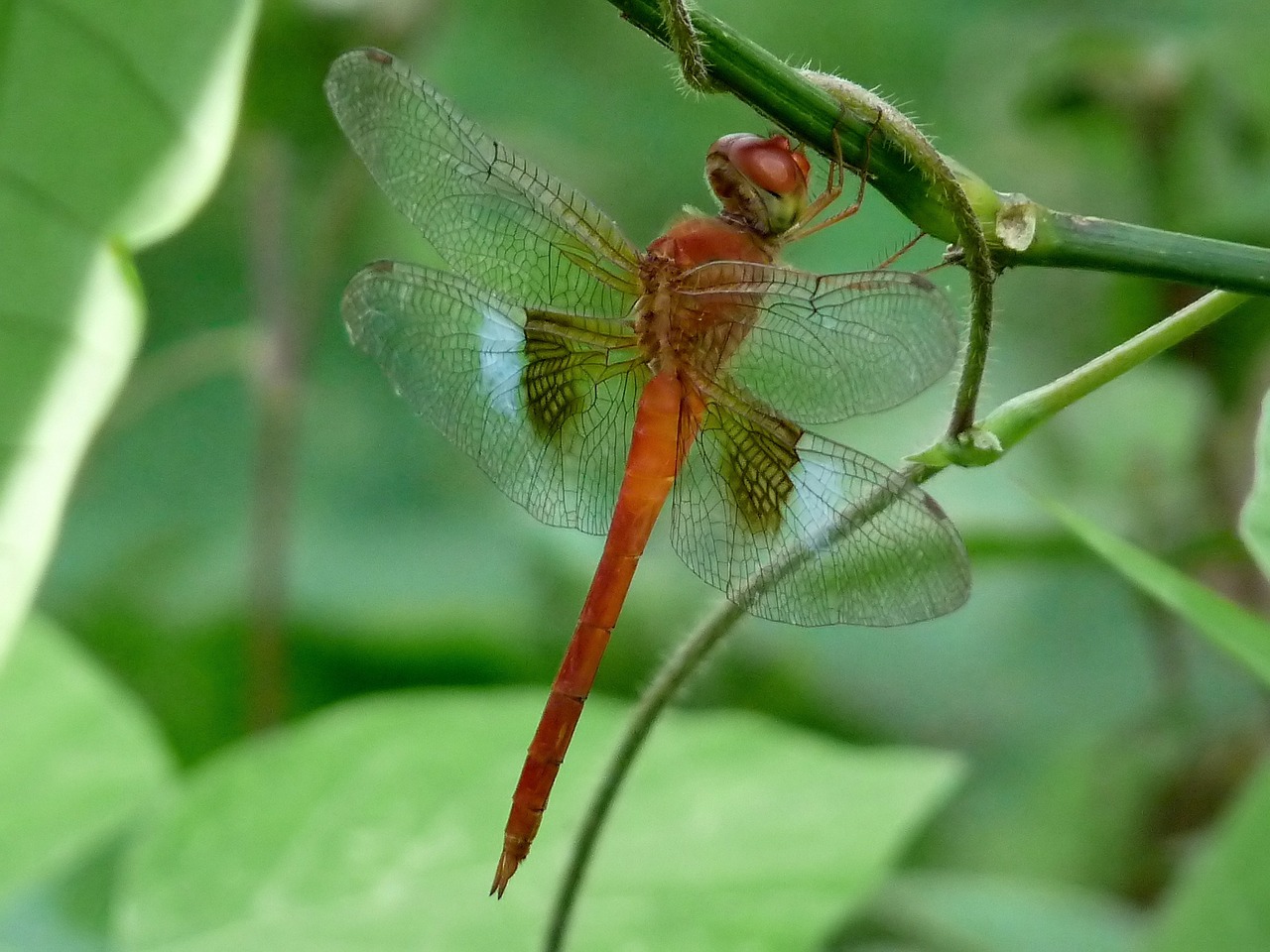 coral-tailed cloudwing dragonfly insect free photo