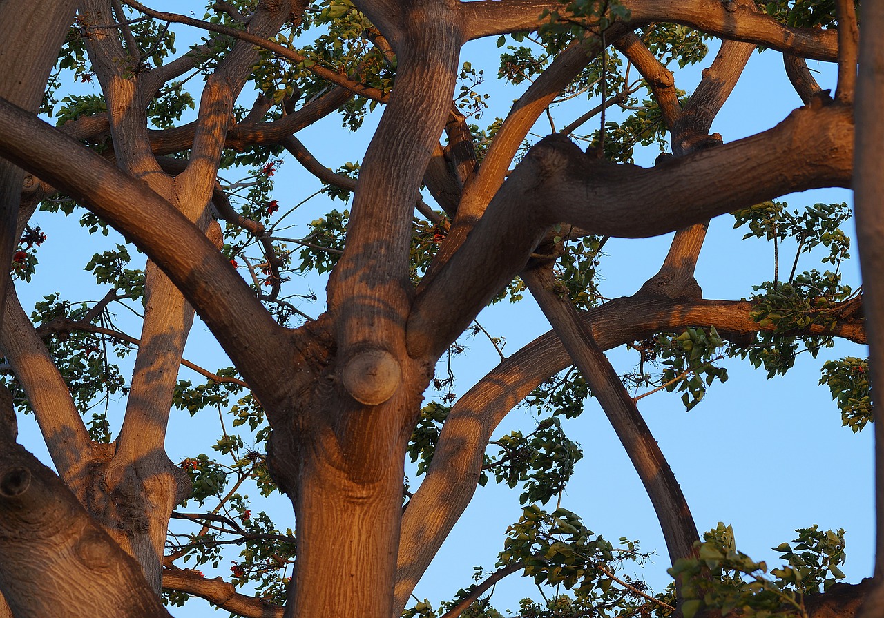 coral tree branches nobody horizontal free photo