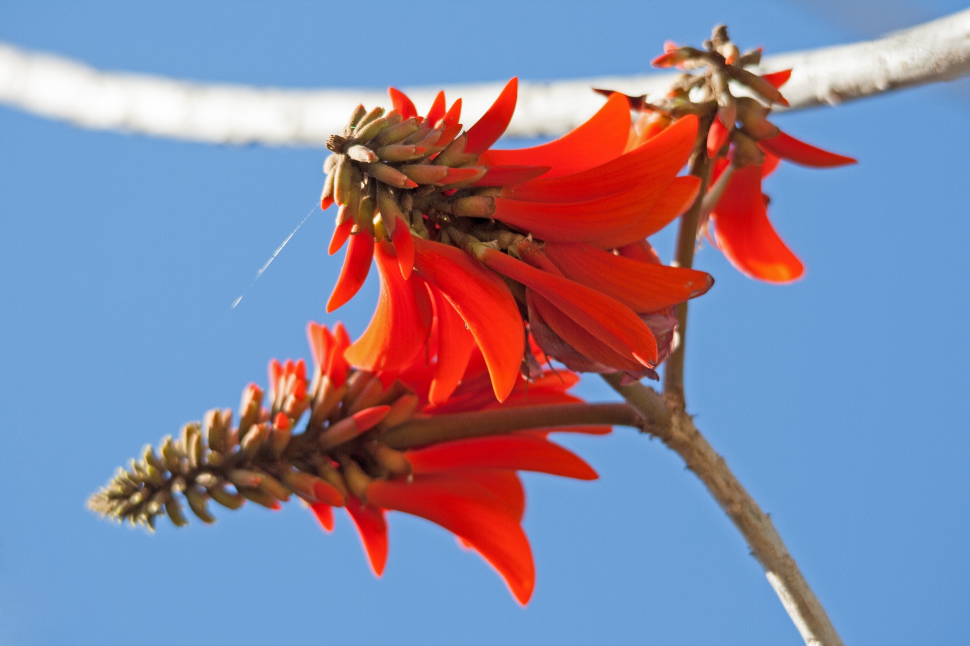 flower red indigenous free photo