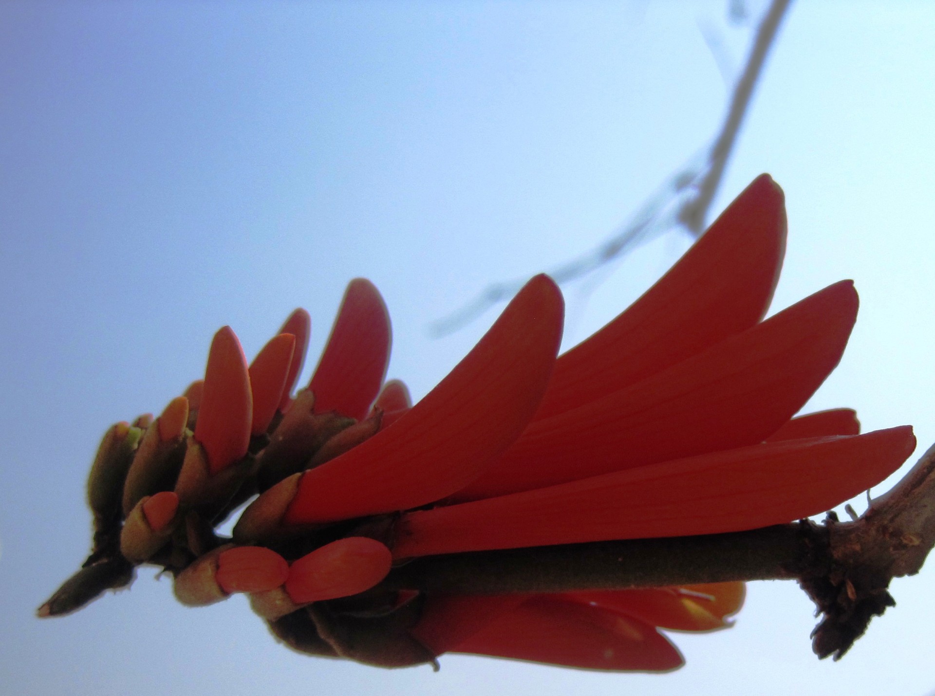 flower red bloom free photo