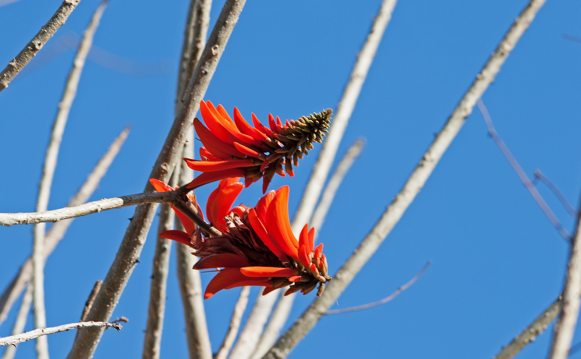 flower red bright free photo