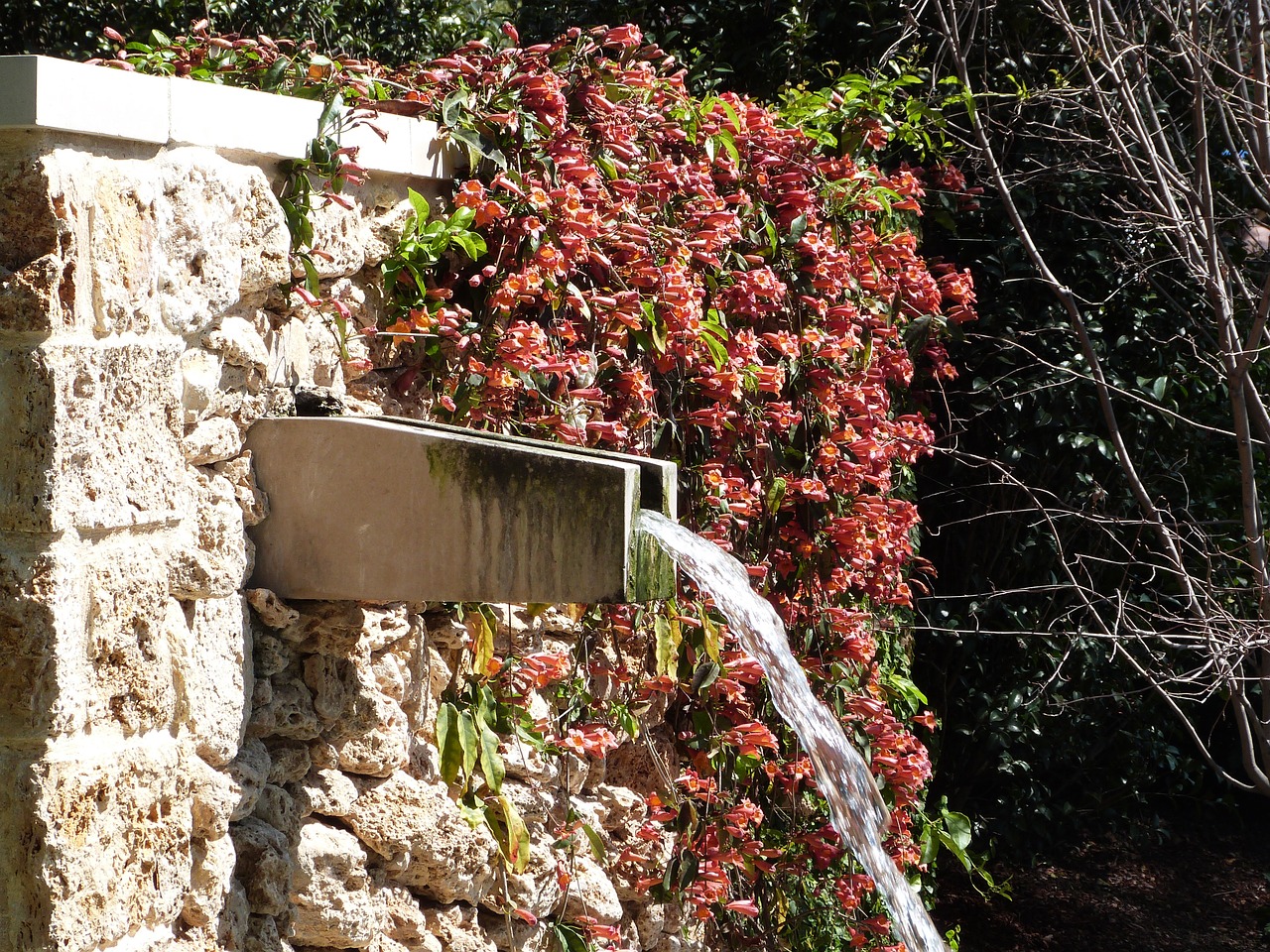 coral trumpet vine water feature blooms free photo