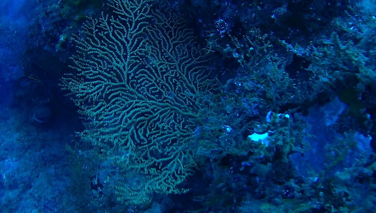 corals sea ocean free photo