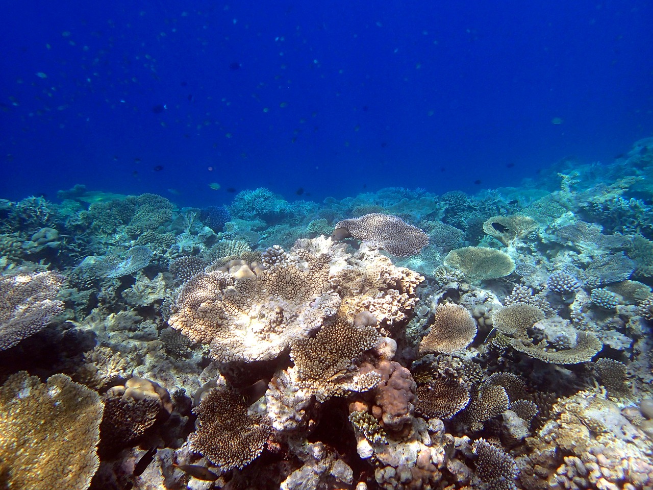 corals giant tabular maldives free photo