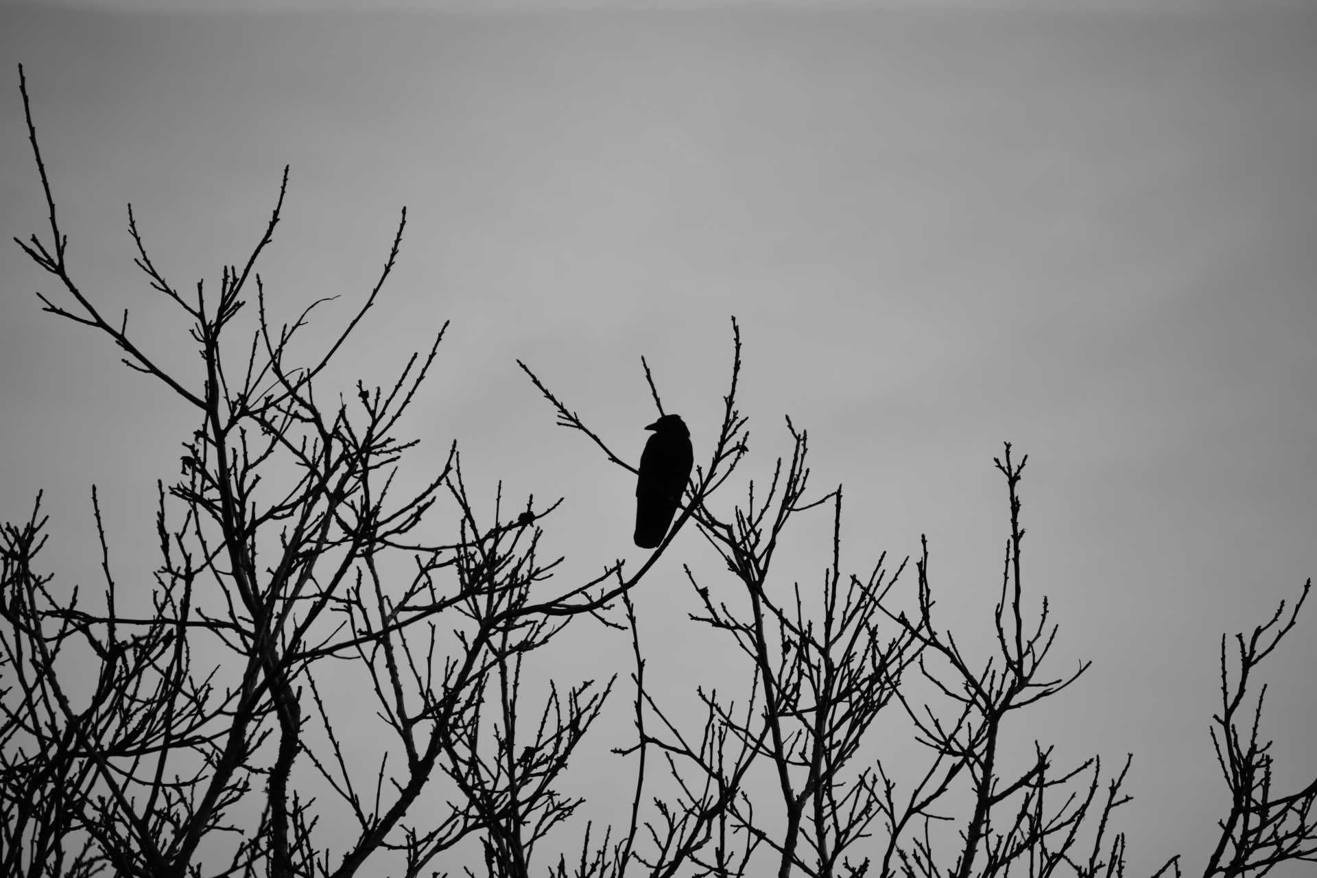 raven bird animal free photo