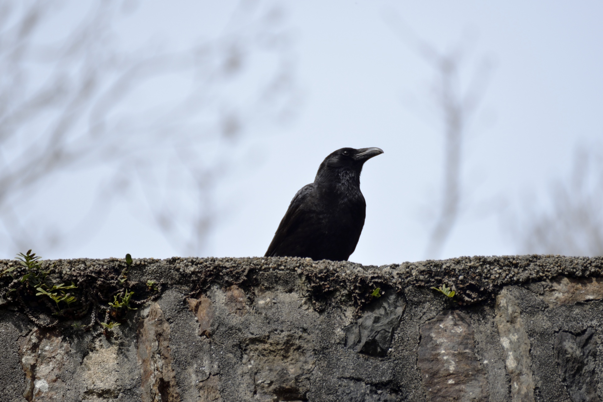 raven crow bird free photo